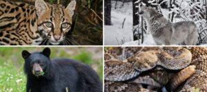 collage of an ocelot gray wolf black bear and western diamondback rattlesnake