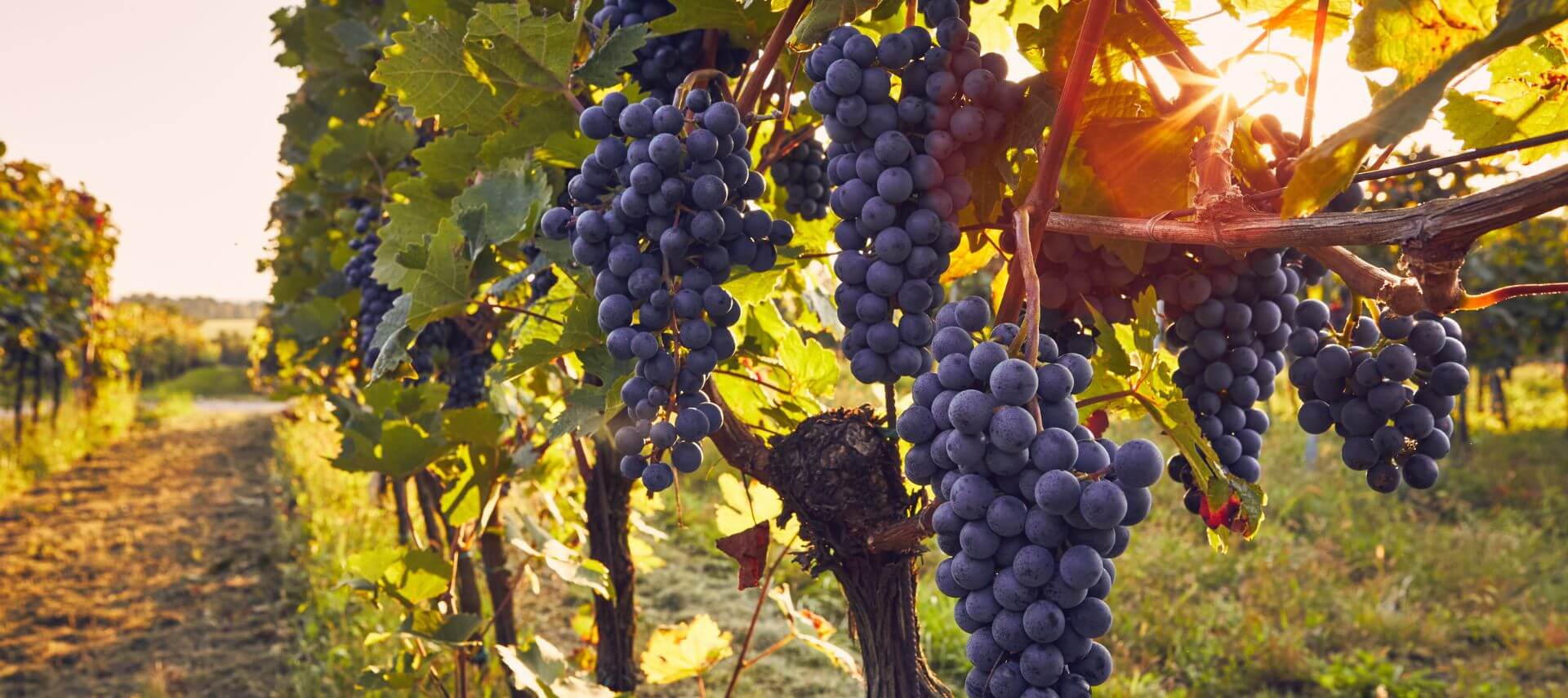 close up of ripe purple grapes hanging on green vines in a vineyard at sunset