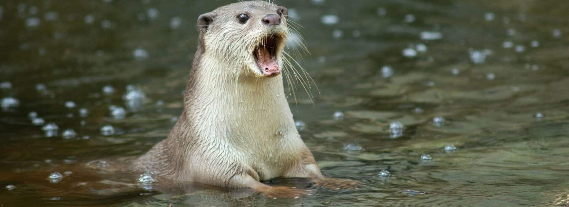 otter with mouth wide open while sitting in a stream