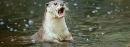 otter with mouth wide open while sitting in a stream
