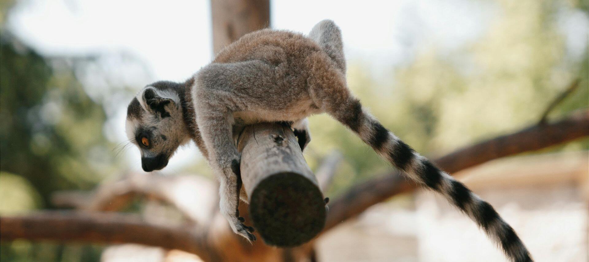 A ring-tailed lemur walks along a wooden log with its long striped tail extended behind it.