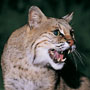 photo of growling wild cat at Zoo America