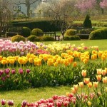 Pink and yellow tulips