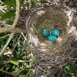Bird nest with three blue eggs